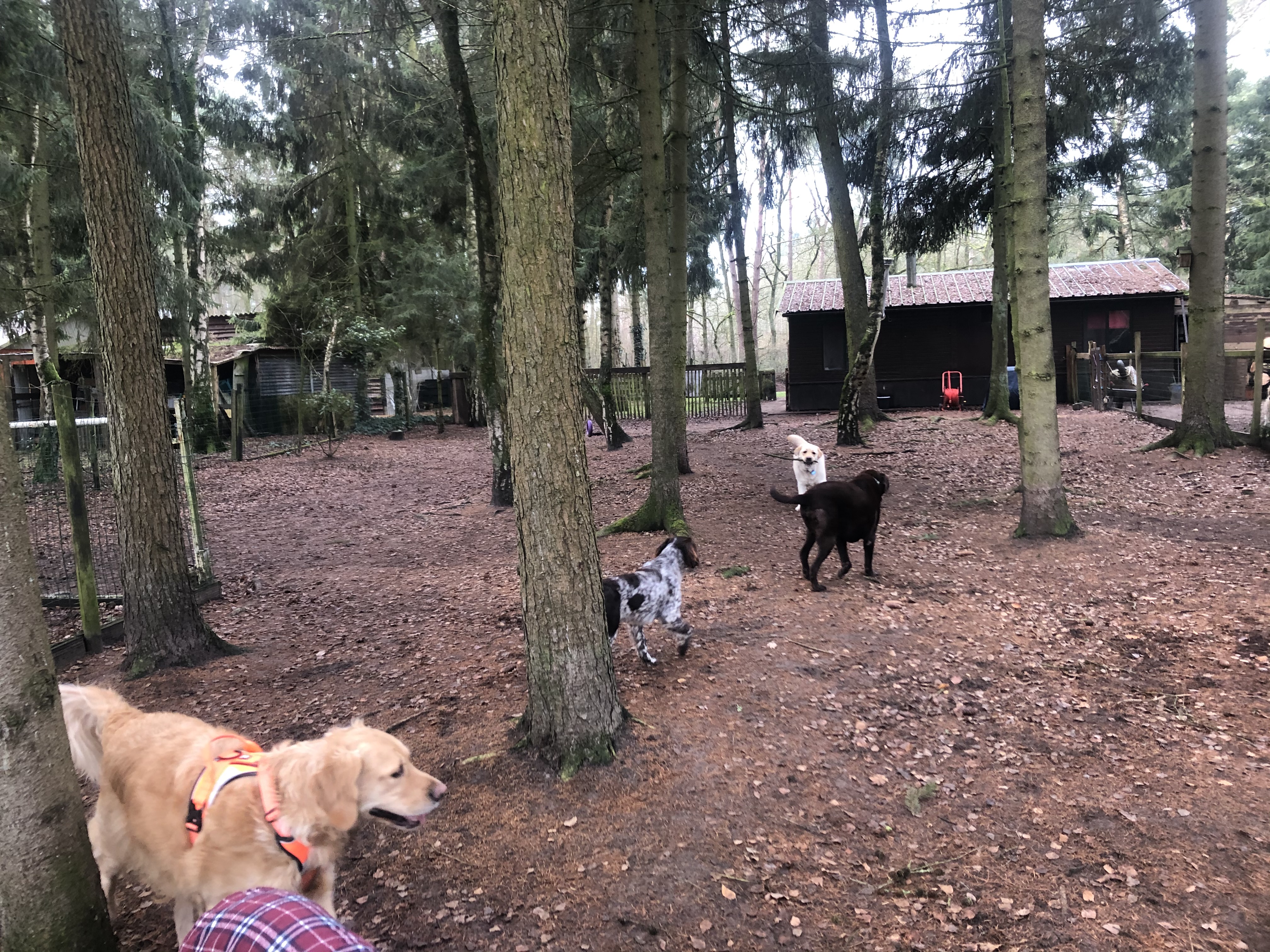 dierenhotels Vorselaar | Het Hondenparadijs